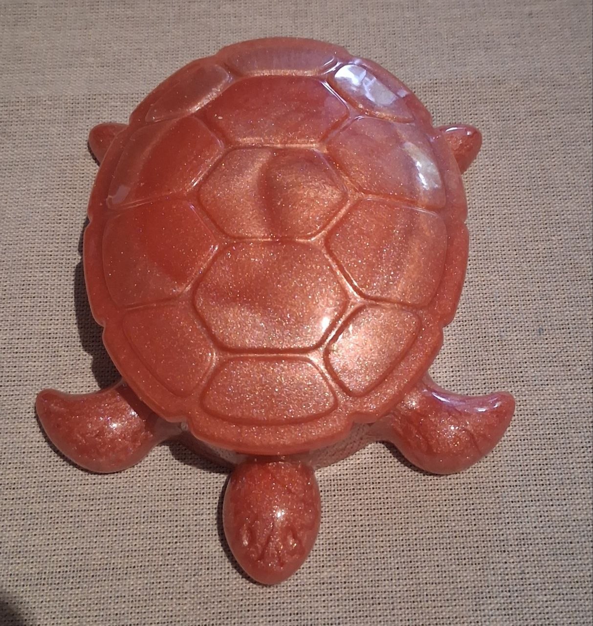 Coral Collision Turtle closed shell view